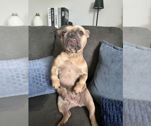 Medium Photo #5 French Bulldog Puppy For Sale in Brights Grove, Ontario, Canada