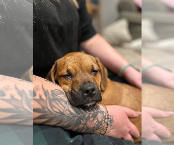 Medium Photo #3 English Mastweiler Puppy For Sale in Oro Medonte, Ontario, Canada