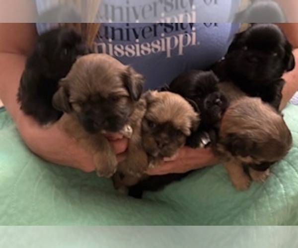 Medium Photo #65 Shih Apso Puppy For Sale in SCOTTSDALE, AZ, USA
