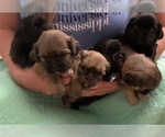 Small #11 Shih Apso