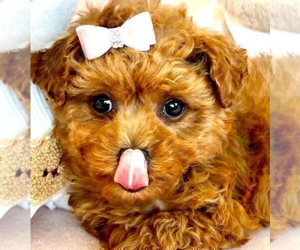 Medium Photo #1 Poodle (Toy) Puppy For Sale in PEMBROKE PINES, FL, USA