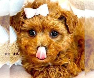 Medium Poodle (Toy)