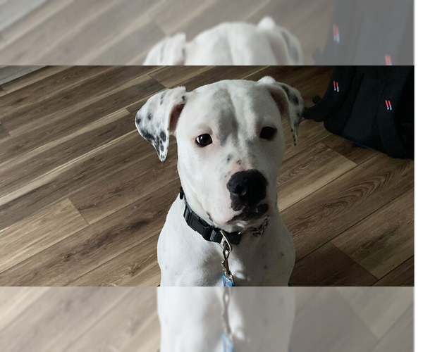 Medium Photo #1  Puppy For Sale in , 