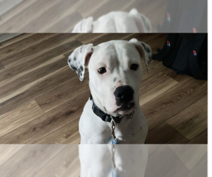 American Bulldog-Dogo Argentino Mix Dogs for adoption in Raleigh, NC, USA