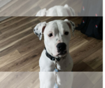 Small Photo #1  Puppy For Sale in , 
