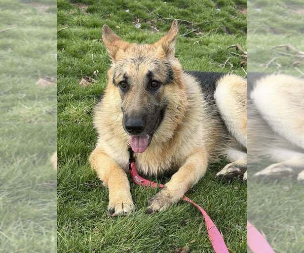 Medium Photo #3 German Shepherd Dog-Unknown Mix Puppy For Sale in Springdale, PA, USA
