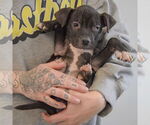 Small #4 American Staffordshire Terrier-Boxer Mix