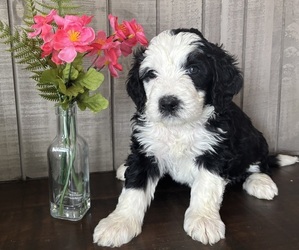 Bernedoodle Litter for sale in DUNN, NC, USA