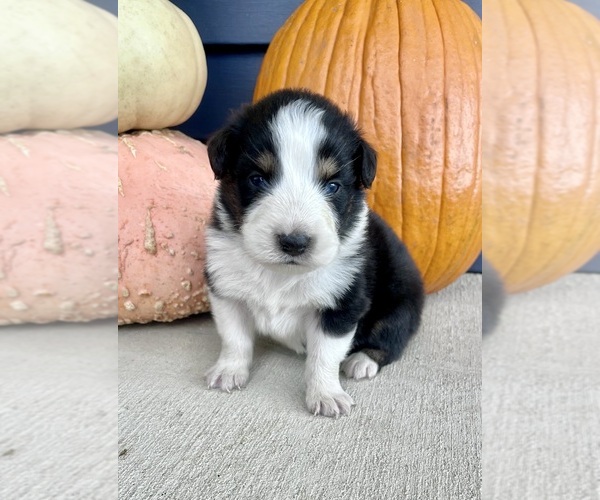 Medium Photo #3 Australian Shepherd Puppy For Sale in LODA, IL, USA
