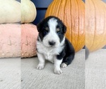 Small #2 Australian Shepherd