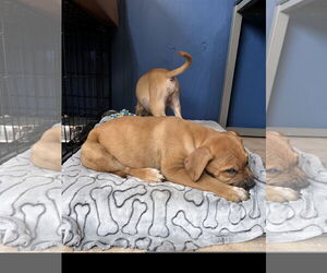 Jumbo - Male Labrador Retriever-Unknown Mix Dog for Adoption - Photo #2