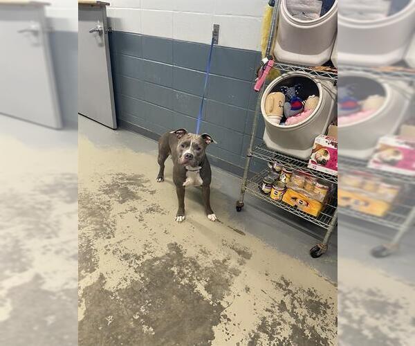 Medium Photo #1 American Pit Bull Terrier-Unknown Mix Puppy For Sale in Tallahassee, FL, USA