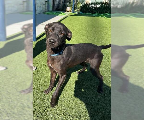 Medium Photo #2 Labrador Retriever Puppy For Sale in Baytown, TX, USA