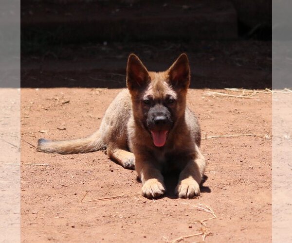 Medium Photo #1 German Shepherd Dog-Unknown Mix Puppy For Sale in San Diego, CA, USA