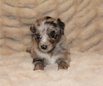 Small #13 Australian Retriever