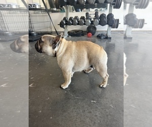 Mother of the French Bulldog puppies born on 03/20/2023