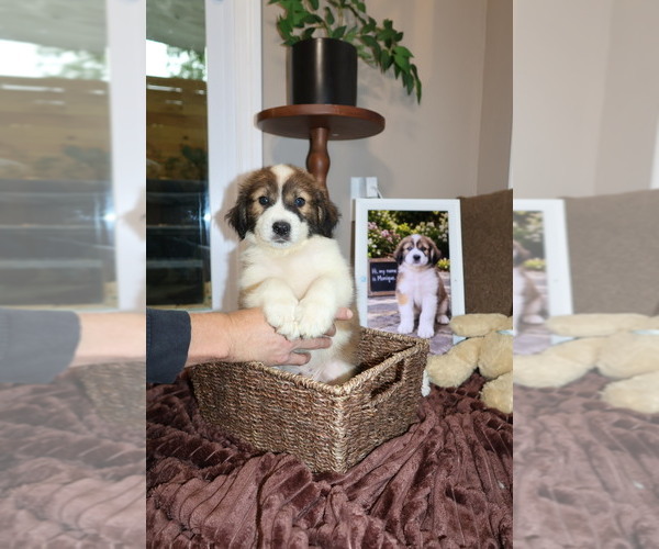 Medium Photo #8 Aussie Pyrenees Puppy For Sale in LEXINGTON, SC, USA