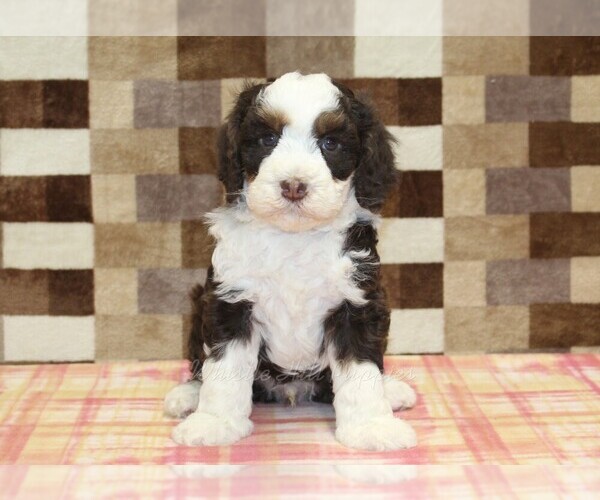 Medium Photo #3 Bernedoodle (Miniature) Puppy For Sale in DENVER, PA, USA