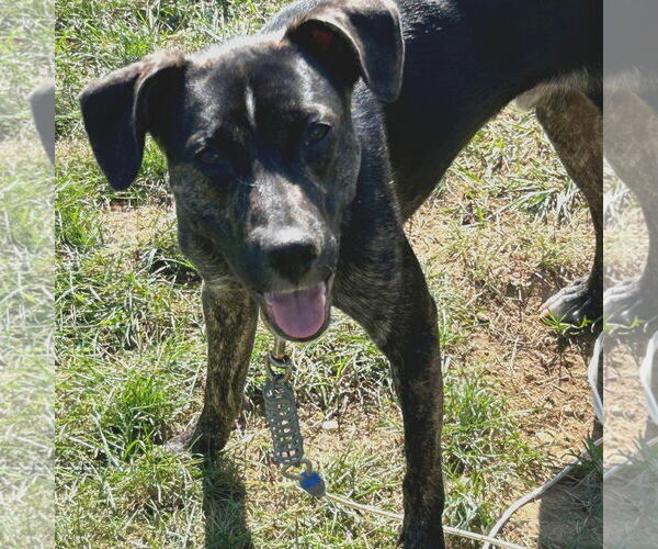 Medium Photo #20 Mutt Puppy For Sale in Woodbury, NY, USA