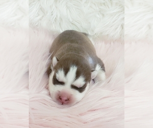 Siberian Husky Puppy for sale in KANSAS CITY, MO, USA