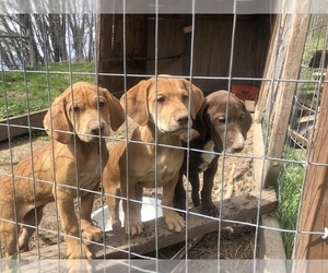 Labradinger Puppy for sale in MELROSE, WI, USA