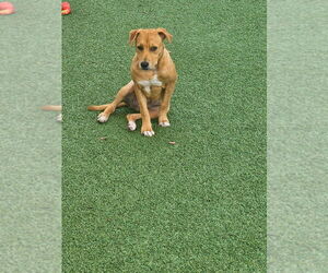 Anna - Female Labrador Retriever-Unknown Mix Dog for Adoption - Photo #3