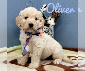 Goldendoodle Puppy for sale in CEDAR GAP, MO, USA