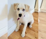 Small #4 Mutt