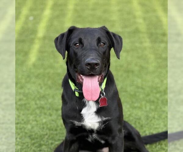 Medium Photo #1 Labrador Retriever-Unknown Mix Puppy For Sale in San Diego, CA, USA