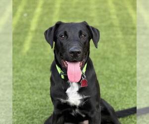 Medium Labrador Retriever Mix