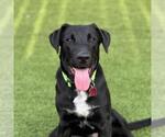 Small Labrador Retriever Mix