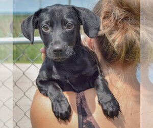 Baby Girl - Female Dachshund-Unknown Mix Dog for Adoption - Photo #7