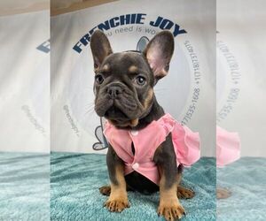 French Bulldog Puppy for sale in BROOKLYN, NY, USA