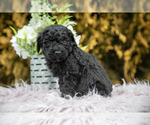 Small #1 Poodle (Standard)