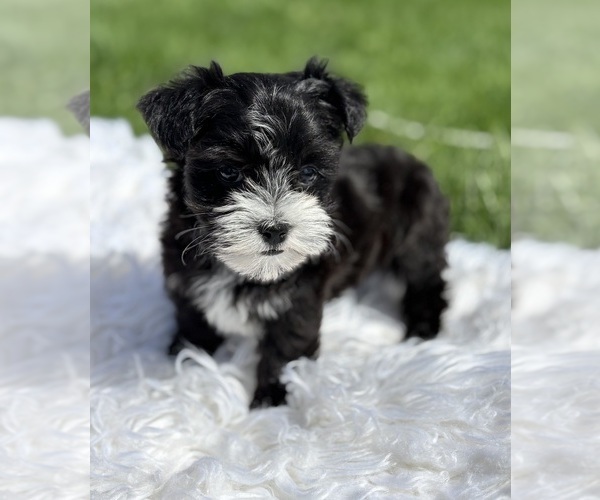 Medium Photo #8 Morkie Puppy For Sale in ROCK STREAM, NY, USA