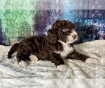 Small Photo #16 Miniature Australian Shepherd-Miniature Bernedoodle Mix Puppy For Sale in BLUE SPRINGS, MO, USA