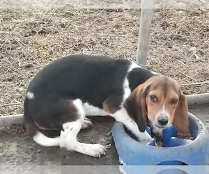 Beagle Puppy for sale in CASEY, IA, USA