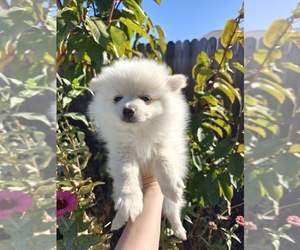 Pomeranian Puppy for sale in ROSEVILLE, CA, USA