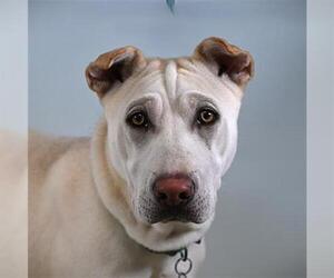 Sharberian Husky Dogs for adoption in Fort Collins, CO, USA