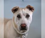 POPPY - Female Sharberian Husky Dog for Adoption - Small photo