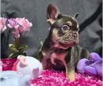 Small #2 French Bulldog