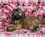 Small Photo #4 Soft Coated Wheaten Terrier Puppy For Sale in PARADISE, PA, USA
