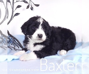 Sheepadoodle Puppy for sale in SEYMOUR, MO, USA