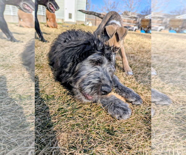 Medium Photo #10 Poodle (Standard) Puppy For Sale in Sandy, UT, USA