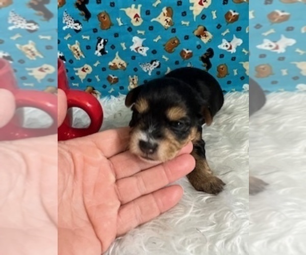 Medium Photo #1 Yorkshire Terrier Puppy For Sale in NORMANGEE, TX, USA