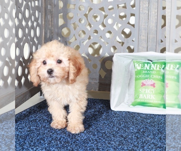 Medium Photo #2 Poodle (Miniature) Puppy For Sale in MOUNT VERNON, OH, USA