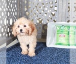 Small #1 Poodle (Miniature)