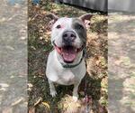Small #1 American Pit Bull Terrier