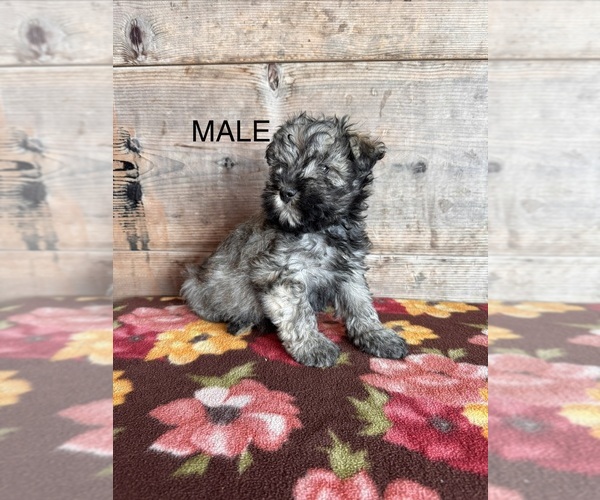 Medium Photo #12 Schnauzer (Miniature) Puppy For Sale in VERMONTVILLE, MI, USA