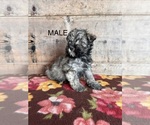 Small #11 Schnauzer (Miniature)